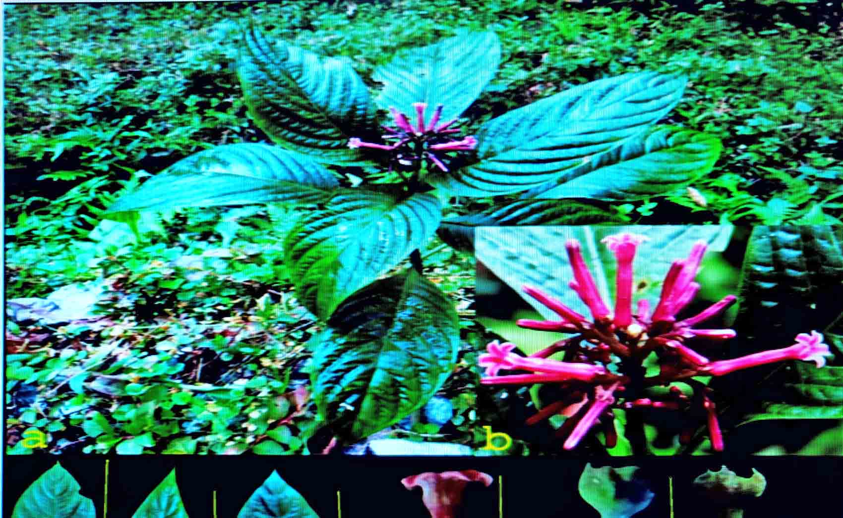 Eastern Sentinel Arunachal News