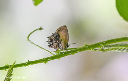 Eastern Sentinel Arunachal News