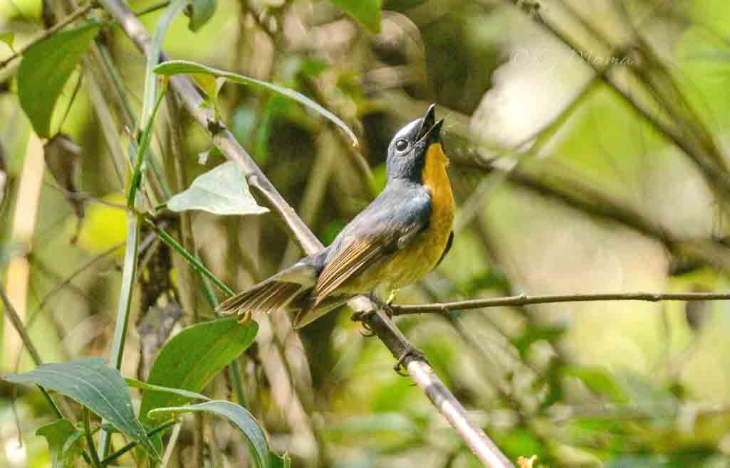 Eastern Sentinel Arunachal News