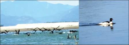 Eastern Sentinel Arunachal News